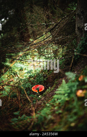 Nahaufnahme von einem roten giftige agaric Pilz in einem tiefen, dunklen Wald zwischen Moos und Blättern wie in einem Märchen. Stockfoto