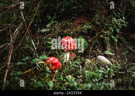 Nahaufnahme von einem roten giftige agaric Pilz in einem tiefen, dunklen Wald zwischen Moos und Blättern wie in einem Märchen. Stockfoto