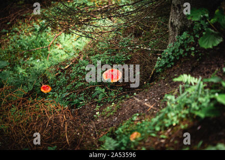 Nahaufnahme von einem roten giftige agaric Pilz in einem tiefen, dunklen Wald zwischen Moos und Blättern wie in einem Märchen. Stockfoto