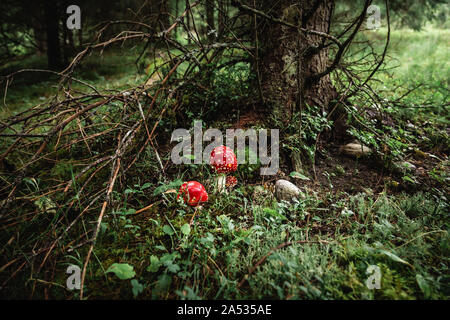 Nahaufnahme von einem roten giftige agaric Pilz in einem tiefen, dunklen Wald zwischen Moos und Blättern wie in einem Märchen. Stockfoto