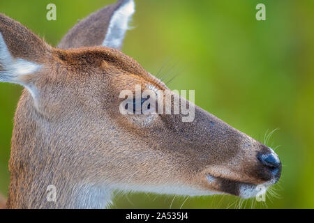 Doe/Rotwild in freier Wildbahn in St. Andrews State Park, Panama City, Florida, USA. Nikon D 850 @ 500 mm Stockfoto