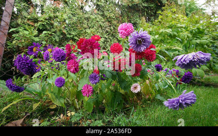 Astern bunte Blumen im Herbst Garten Stockfoto