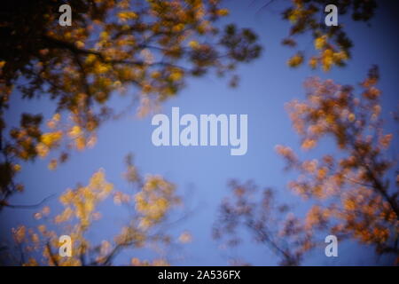 Unscharfer Hintergrund blauer Himmel und Bäume im Herbst Stockfoto