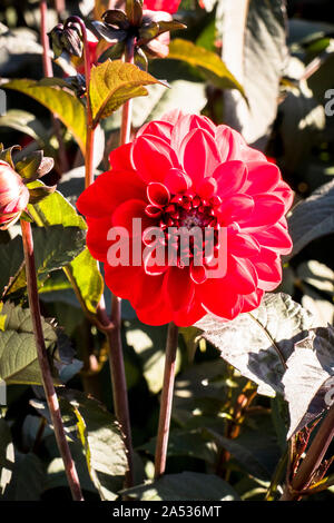 Dahlie Fire Mountain Blüte in einem Englischen Garten im September UK Stockfoto