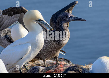 Erwachsene und junge Northern Gannet (Morus bassanus), der seevögel auf den Felsen der Insel Helgoland in der Nordsee leben, Deutschland Stockfoto