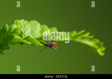 Holz Zecke hängt auf einem Blatt. Grüner Hintergrund. Lauern Holz ankreuzen. Stockfoto