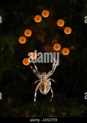 Isolierte Images einer holprigen Kürbis auf ein Bild eines Orb weaver Spider in einem jongliermuster für Halloween eingefügt Stockfoto