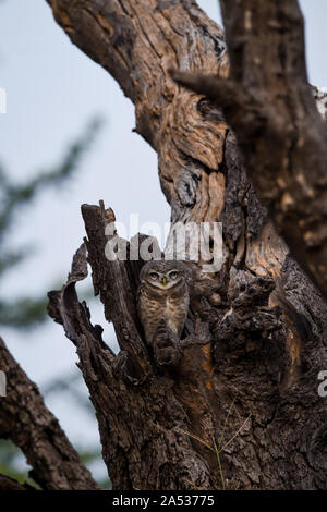 Gefleckte Owlet oder Athene brama auf eine strukturierte toten Baumstamm mit Himmel Hintergrund bei jhalana Forest Reserve, Jaipur, Rajasthan, Indien thront. Wildlife Stockfoto