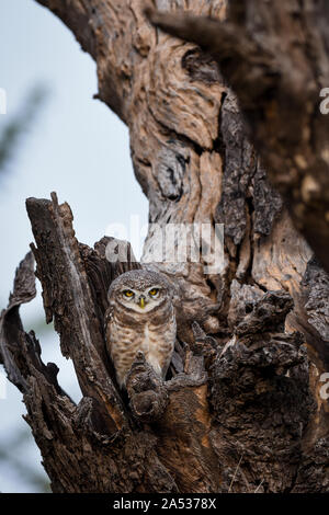 Gefleckte Owlet oder Athene brama auf eine strukturierte toten Baumstamm mit Himmel Hintergrund bei jhalana Forest Reserve, Jaipur, Rajasthan, Indien thront. Wildlife Stockfoto