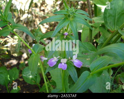 Collinsia bicolor, auch als chinesische Häuser, Blue-eyed Mary. Stockfoto