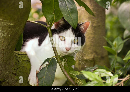 Ein schwarz-weißes Land Katze mit der Gabelung eines Wild Cherry Tree als Ausgangspunkt für die Jagd auf Greifvögel in Großbritannien Stockfoto