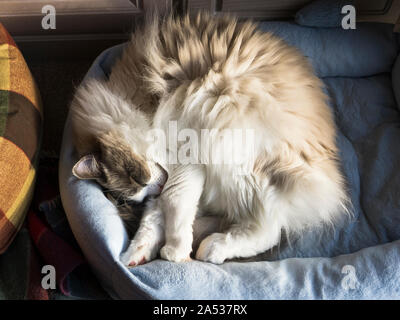 Ein erwachsenes Männchen Ragdoll Katze, die für Ihre Behaglichkeit und Zuneigung renommierte, eingerollt in einem blauen gerade ein wenig auf der kleinen Seite. Stockfoto