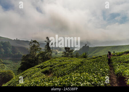 Teeplantagen in den Cameron Highlands in Malaysia Stockfoto