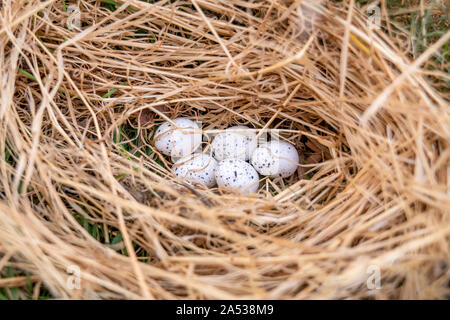 Bird's Nest mit Eiern in der schönen Natur. Stockfoto