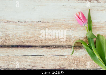 Eine schöne Tulpe liegen flach Perspektive von oben gesehen. Die rosa Blume ist auf einem hellen Braun rustikalen Holztisch. Die hübsche spring flower i Stockfoto