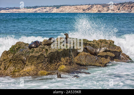 Eine Gruppe von Kalifornischen Seelöwen sich Sonnen auf den Felsen in der La Jolla Cove in La Jolla, San Diego, USA im Sommer Stockfoto