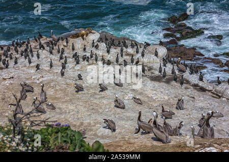 Pelikane und Seelöwen an der felsigen Küste in der Nähe von La Jolla, San Diego -Kalifornien, USA Stockfoto