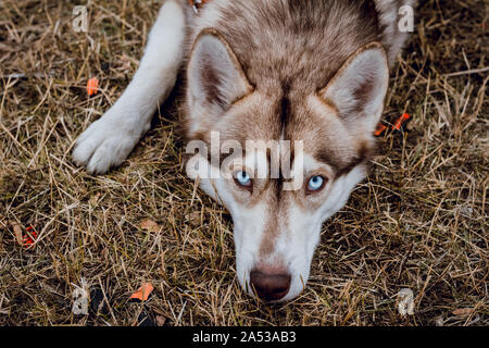 Portrait von Siberian huskie. Adorable flauschige Husky Hund. Süßer hund Kopf Stockfoto