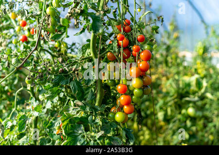 Heirloom reif bunte Bio Tomaten auf der Rebe Stockfoto