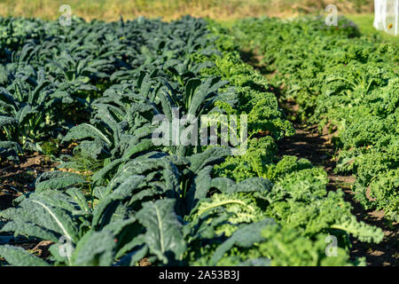 Viele italienische und Curly organische Grünkohl auf dem Bauernhof wächst Stockfoto