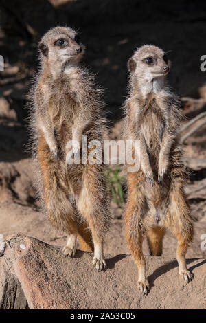 Zwei Erdmännchen zusammen zu wachen Stockfoto