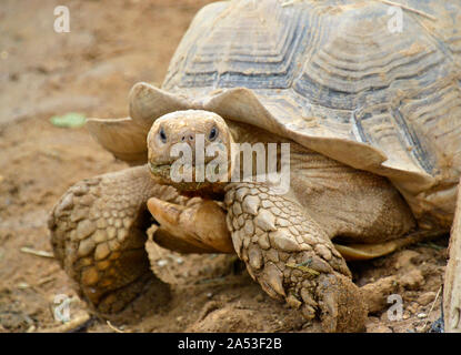 Afrikanische trieb Schildkröte, auch genannt die Sulcata Schildkröte, im Tropenhaus in Jimmy's Farm und Wildlife Park, pannington Hall Lane, Ipswich, Großbritannien Stockfoto