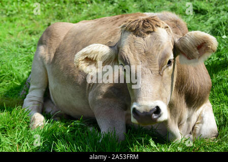 Eine typische Junge, Gesunde braune Kuh in Bayern liegt auf einer Weide mit einer sanften Schnauze Stockfoto