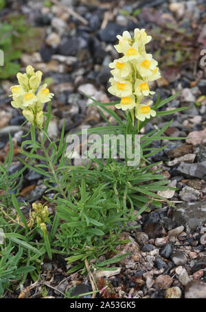 Blassgelbe Blüten von gewöhnlicher Toadflachs (Linaria vulgaris), die auf einem alten Pfad wachsen. Terrace, British Columbia, Kanada Stockfoto