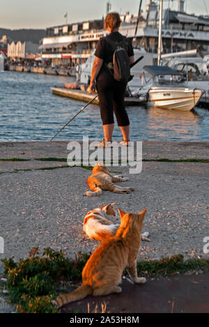 Katzen warten zu gefüttert werden; Hafen von Varna Bulgarien; Stockfoto