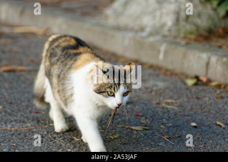 Weibliche street cat Walking mit Beute der Eidechse in ihrem Mund und die Zukunft in einer bestimmten Art und Weise. Stockfoto