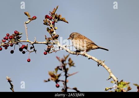 Dunnock oder Hedge Sparrow Stockfoto