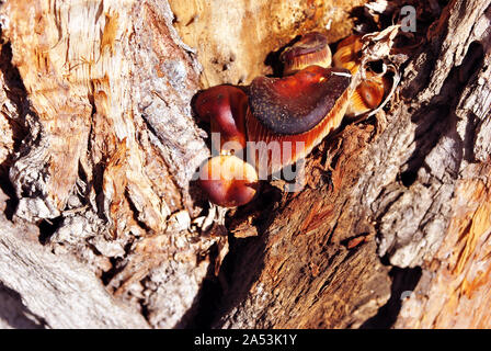 Gruppe Rot Pilze Pilze wachsen in grau Baumstamm in Wald, Ansicht von oben Stockfoto