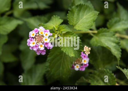 Umbelanterna Blume, Lantana camara, Nahaufnahme Foto, selektiver Fokus Stockfoto