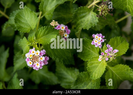 Umbelanterna Blume, Lantana camara, Nahaufnahme Foto, selektiver Fokus Stockfoto