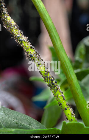 Schwarze Bohne Eiskaffee oder Blackfly Aphis fabae auf Stammzellen von Dahlia Anlage gezeigt Stockfoto