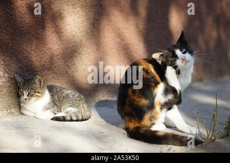 Cat's Paw Kratzer hinter dem Ohr. Flöhe und Zecken bei Haustieren. Kitty im Hof sitzt, ein Kätzchen liegt gegen die Wand. Stockfoto