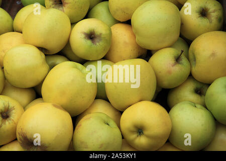 Apple Greensleeves', köstlich, Äpfel, gesunde Ernährung, Malus Domestica Stockfoto