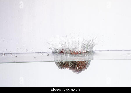 Spritzwasser Fotografie: ein nadelbaum Kegel in das Wasser fällt das Erstellen einer großen Splash auf weißem Hintergrund Stockfoto