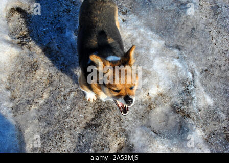 Kleine niedliche flauschige Hund mit weißen, braunen und schwarzen Flecken auf schmutzige schmelzenden Schnee und brüllt, Rinden, baring Reißzähne, Feder sonniger Tag im Park, oben Stockfoto