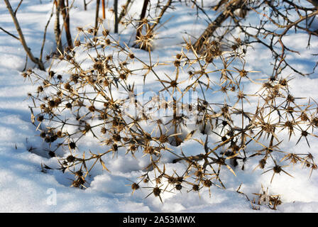 Eryngium campestre (bekannt als Feld eryngo) trockenen Zweigen mit weißer Schnee bedeckt Stockfoto