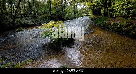 Ein Panoramabild des Flusses Fowey durch die alte Eiche Waldland von Draynes Holz in der Nähe von Golitha Falls in Cornwall fließt. Stockfoto