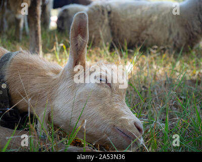 Portrait von niedlichen kleinen Ziege mit ein hellbraunes Fell, Ruhen im Gras auf einer Bergwiese Stockfoto