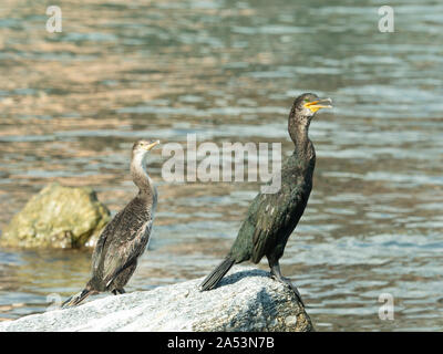Zwei große schwarze Erwachsene und junge Kormorane (Phalacrocorax carbo) ruht auf einem Felsen neben dem Wasser Stockfoto