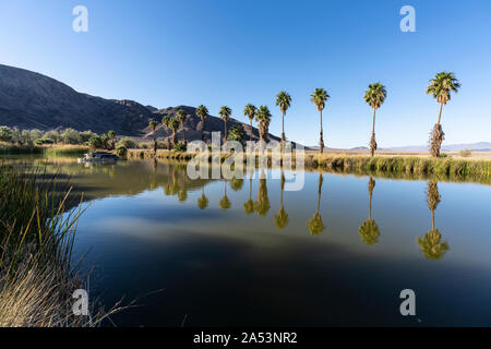 Am Nachmittag Blick auf Palmen an den Soda Springs Teich in der Mojave Wüste in der Nähe von Zzyzx, Kalifornien. Stockfoto