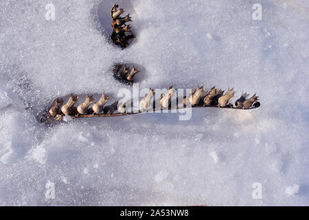 Hyoscyamus Niger, schwarzes Bilsenkraut Bilsenkraut, Tollkirsche trocknen Grau oder stinkende Blüten mit Samen auf weißem Hintergrund Stockfoto