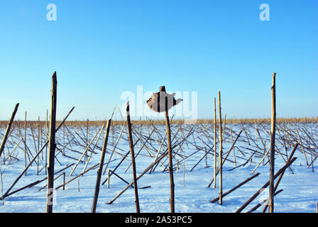 Chemische Verwitterung Sonnenblumen Stiele und eine Blume auf dem Feld mit weißen Schnee, strahlend blauen Himmel Stockfoto