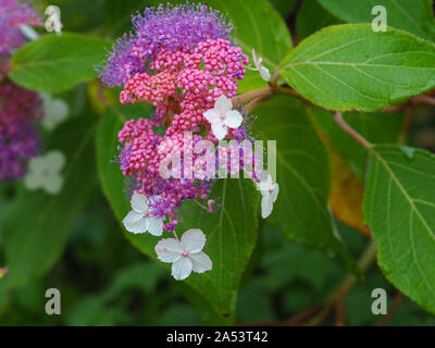 Schöne Lavendel und weiße Blumen und rosa Knospen der Hydrangea aspera" Rocklon' Blüte im Garten Stockfoto