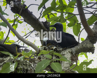 Low Angle Shot eines noddy Seeschwalbe und Verschachtelung Gehilfen auf Heron Island Stockfoto