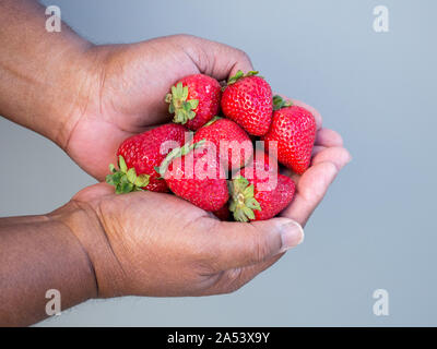 Reif frische Erdbeeren in die hohle Hand eines afrikanischen amerikanischen Mann gegen einen soliden Hintergrund Stockfoto
