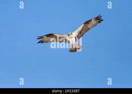 Eine osprey steigt Overhead vor blauem Himmel auf der Suche nach einer Mahlzeit. Stockfoto